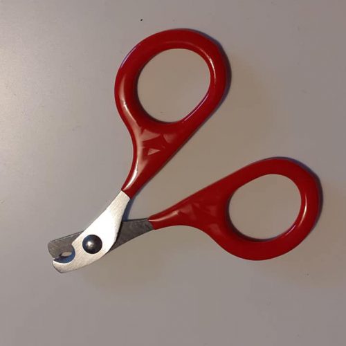 Knaagdieren nagelschaartje