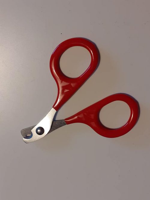 Knaagdieren nagelschaartje