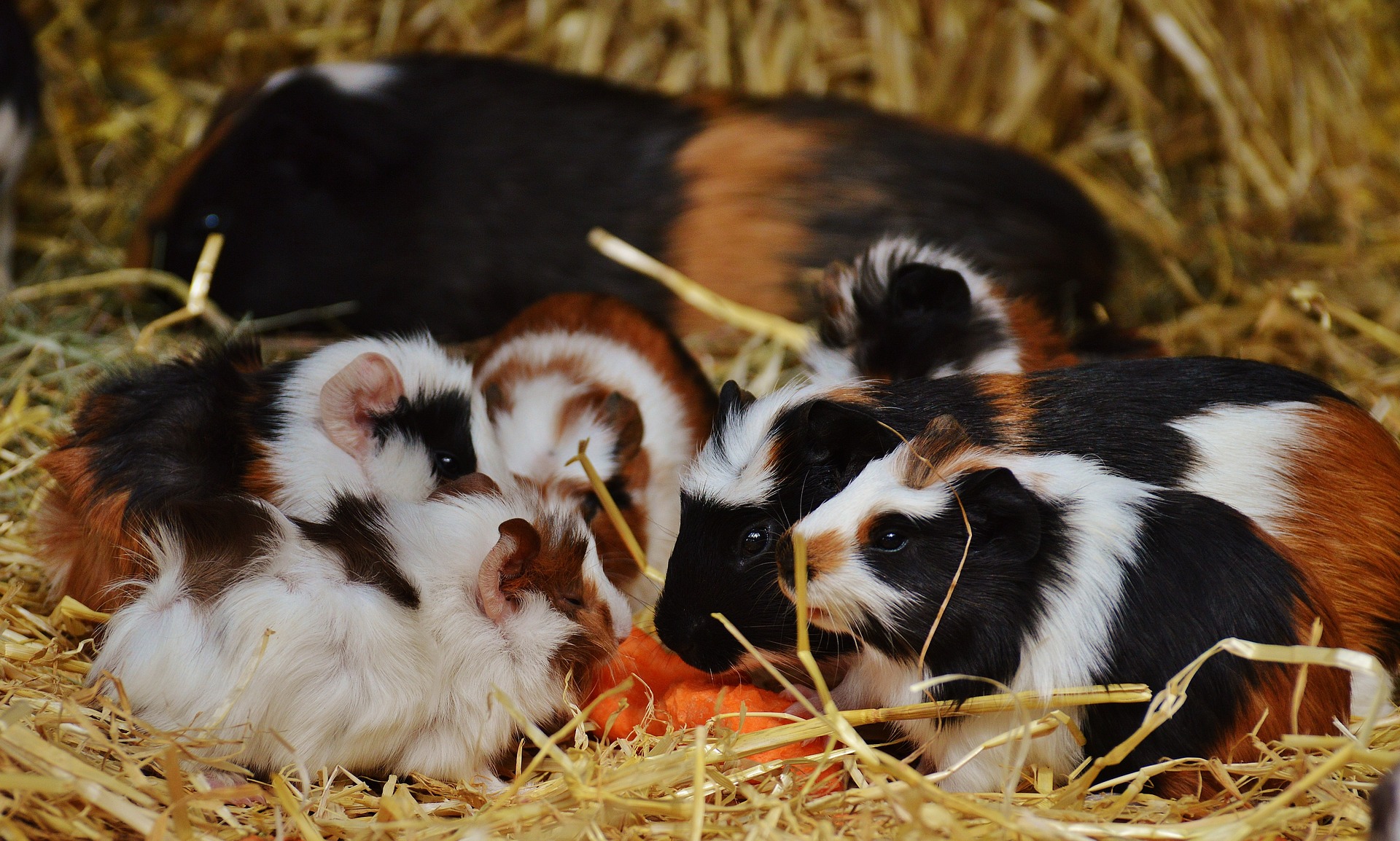 guinea-pig-1312876_1920