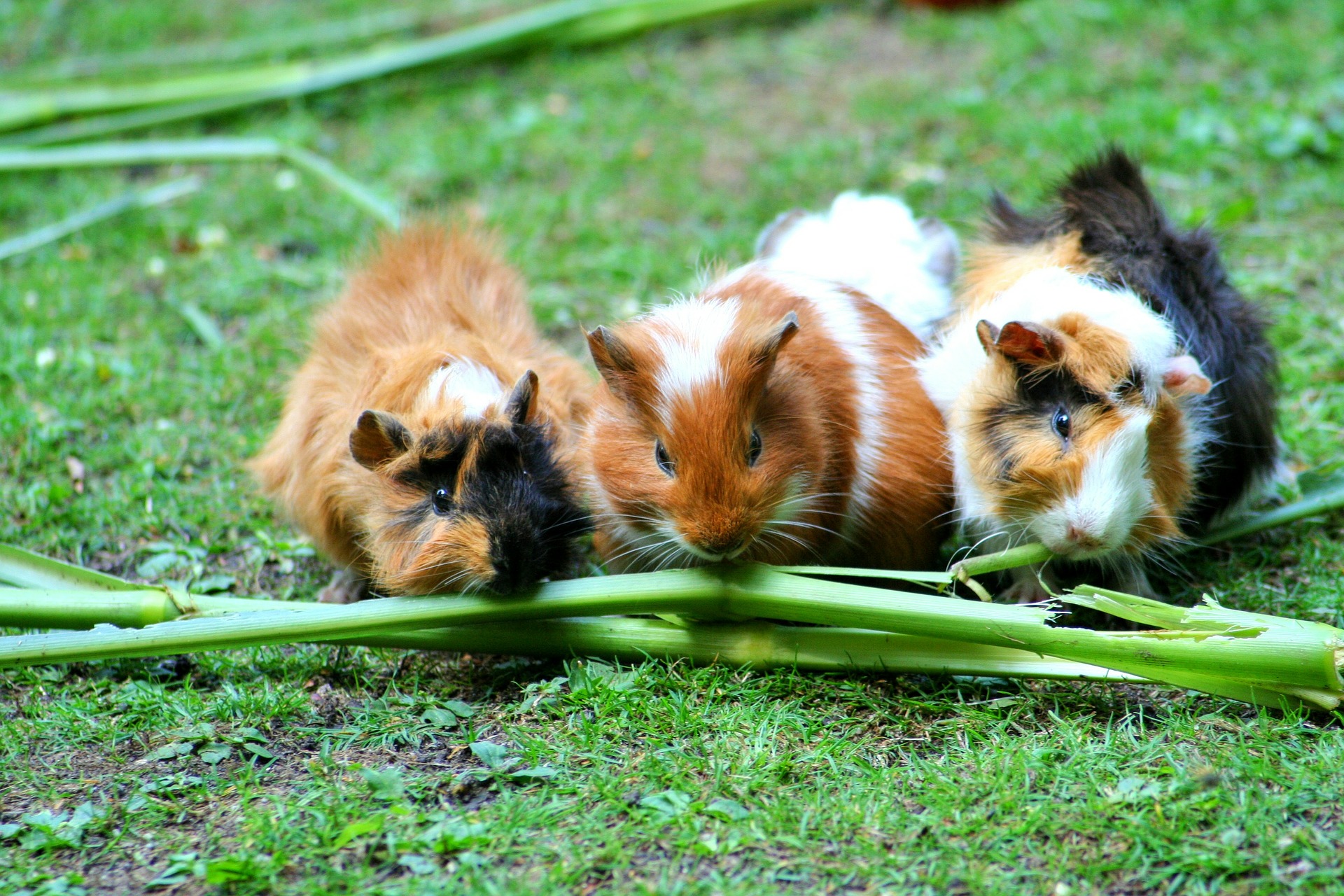 guinea-pig-208438_1920