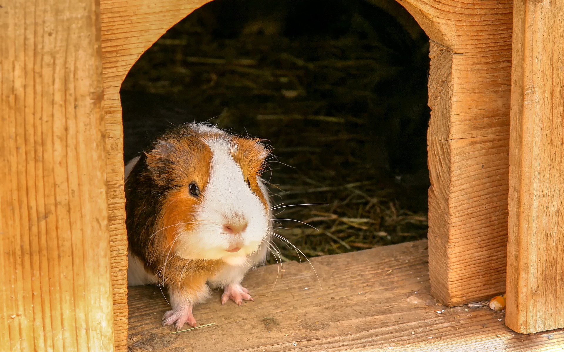 teller hoog ongezond Cavia huisvesting