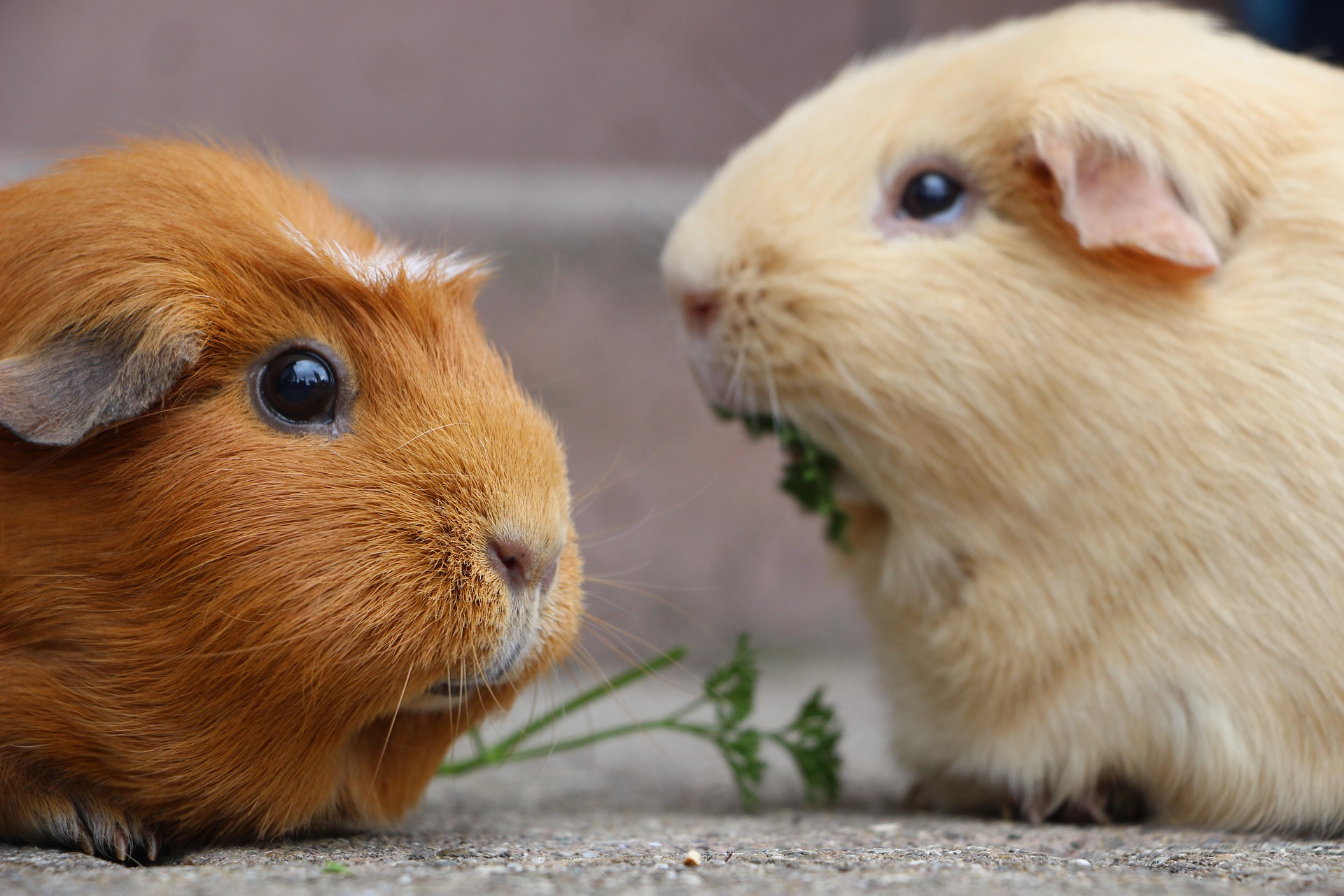 guinea-pig-5287749_1920