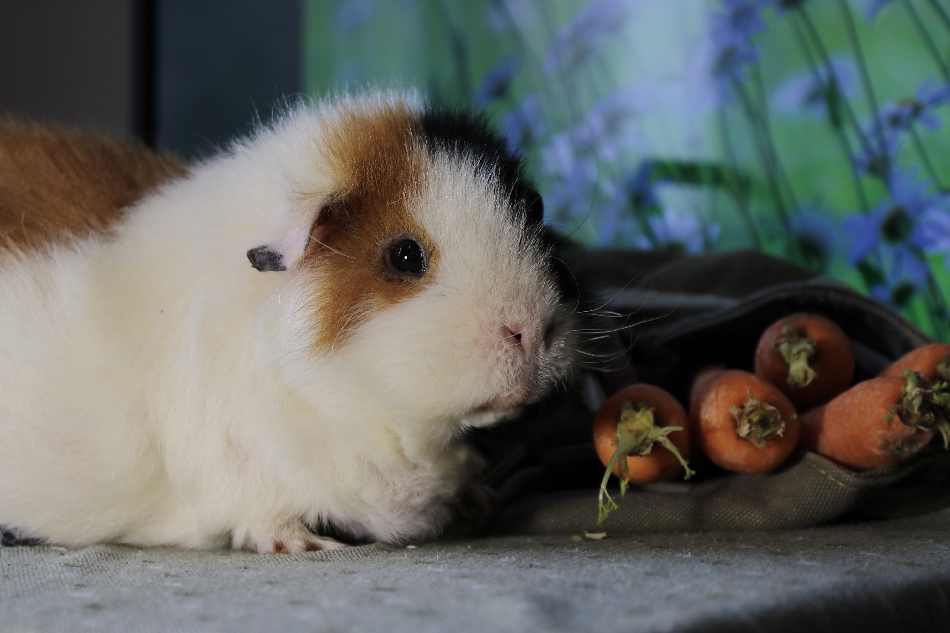 In tegenspraak Plons nakoming Problemen rondom de zwangerschap van je cavia?