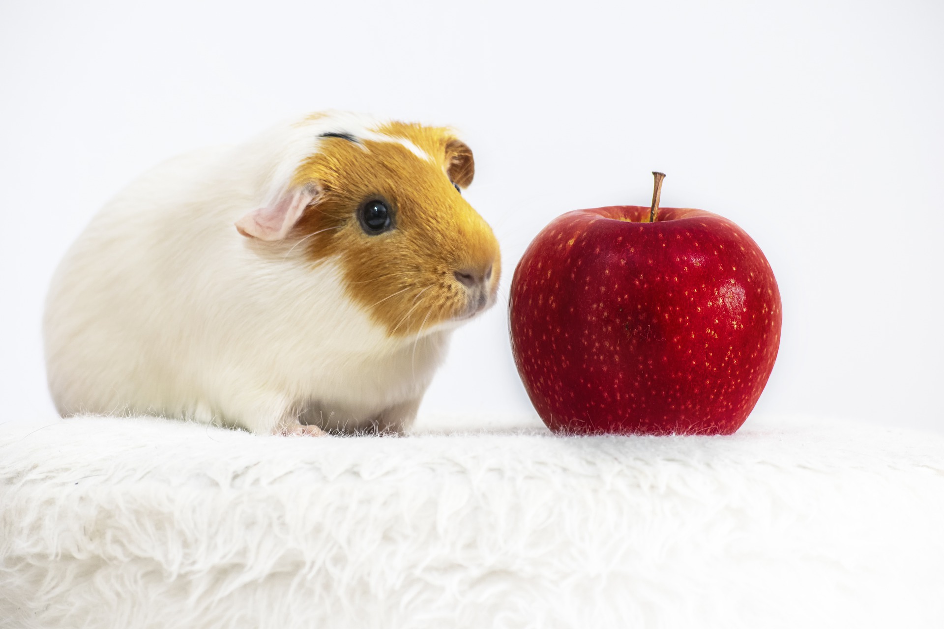 Producten veel Vitamine C voor cavia's